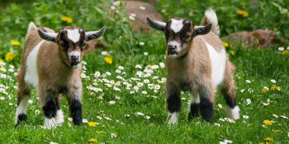 Hulp in de dierenweide – Muntendam